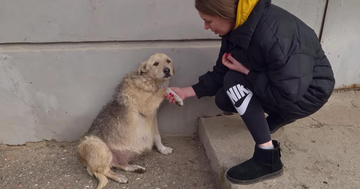 An adorable 2-year old dog, likely left ...