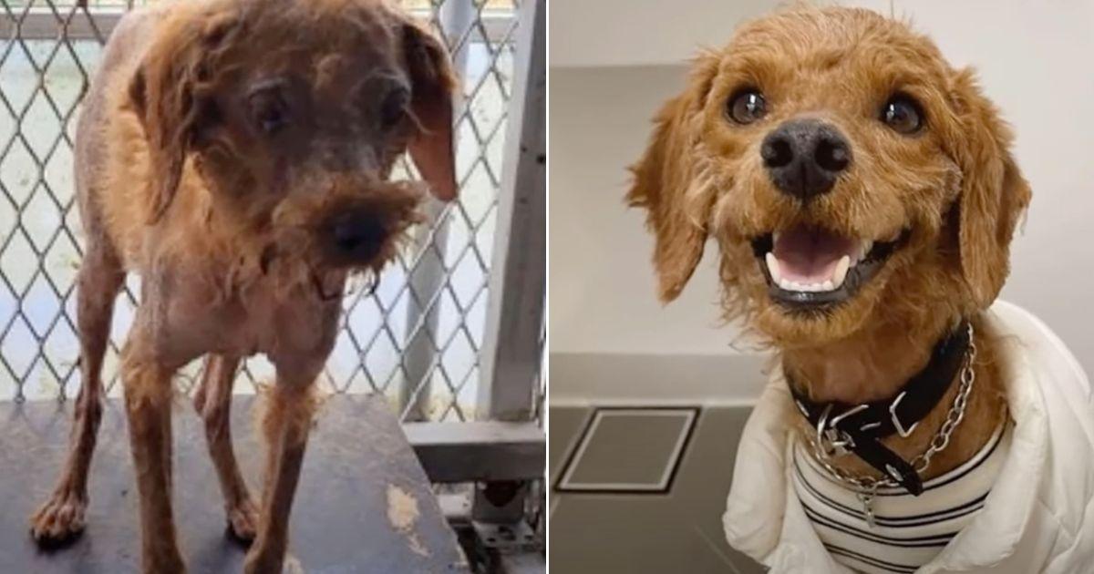 This young pup's life started with aband...