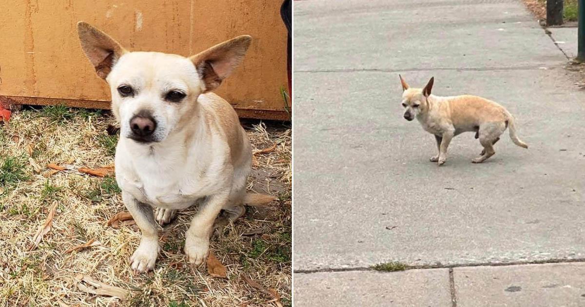 Though the little dog was unfamiliar to ...