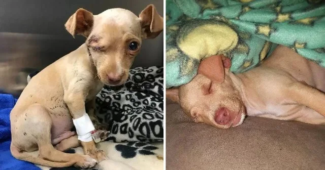 Everything changed for the little pup wh...