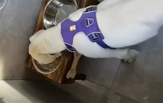 Over the following weeks, the Labrador's...