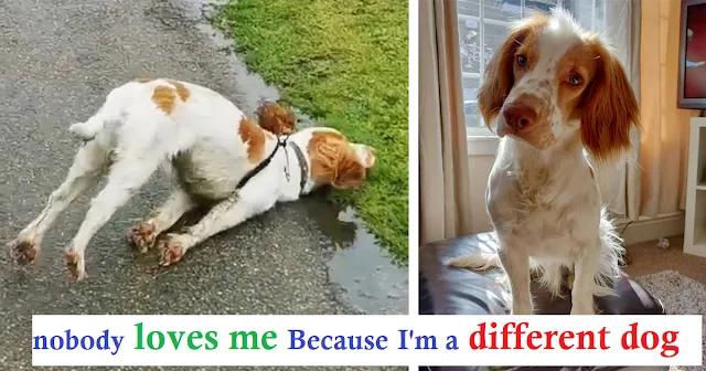 The veterinarian caring for him has affe...