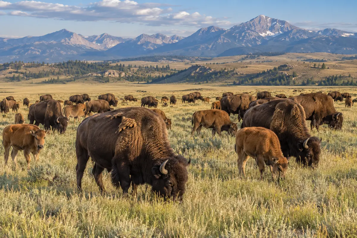 A large herd of American bison grazing across open Montana grassland