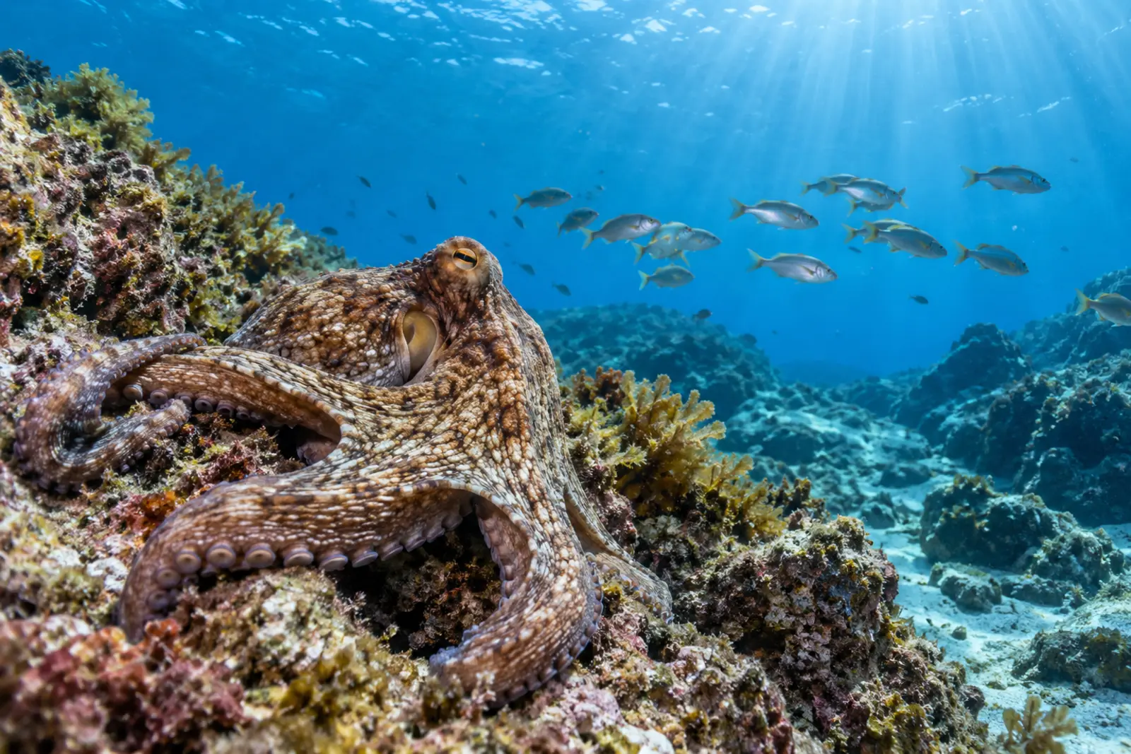 Common octopus exploring a rocky reef as fish swim through clear blue water