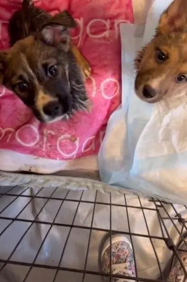 She then collected the second puppy, eag...