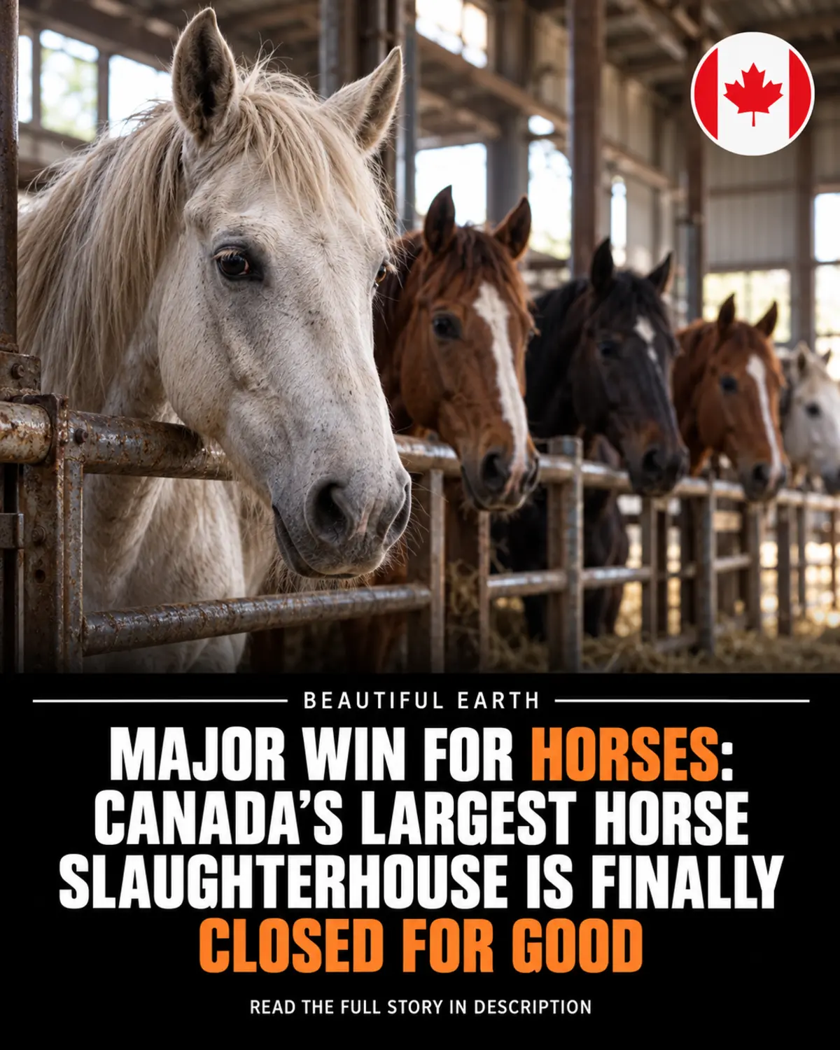 Horses in a holding barn beneath a headline about the closure of Bouvry's horse-slaughter operation