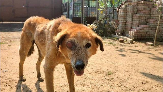 The dog was found with a severe eye inju...