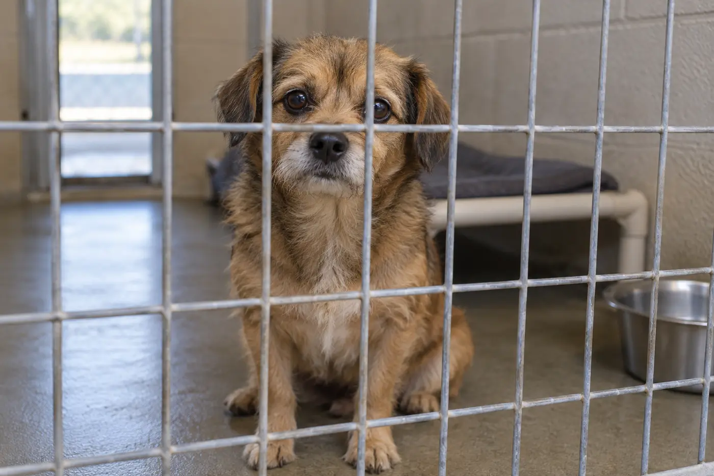 An adult mixed-breed dog sitting behind a kennel gate