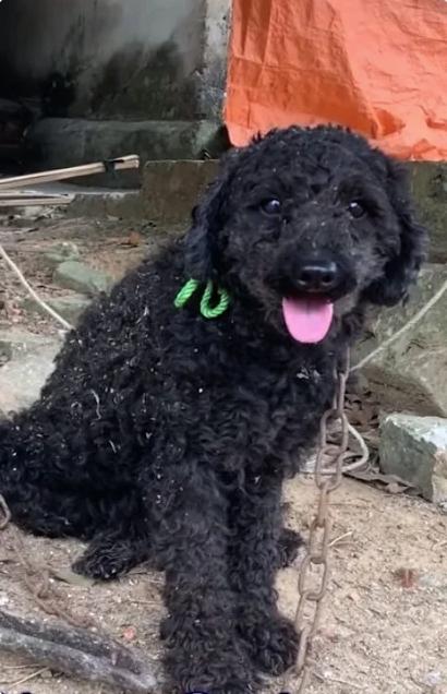 Now, clean and healthy, the Poodle is ea...