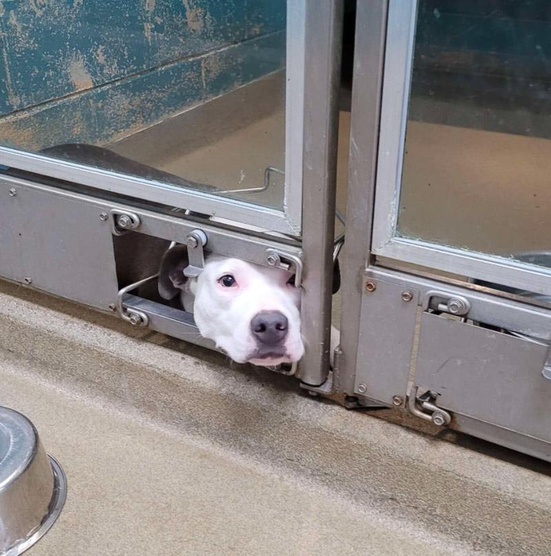 “Chauncey is very shy until she gets to ...