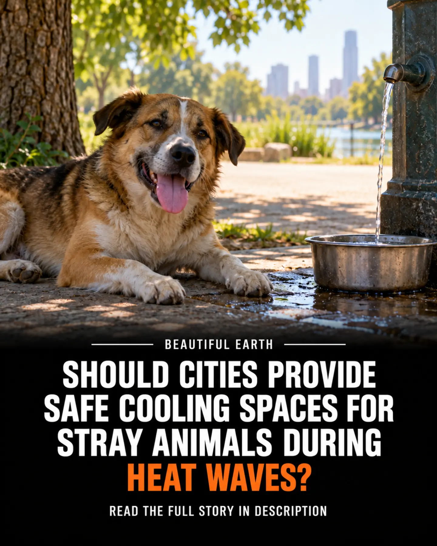 A dog resting in shade beside clean water during a heat wave