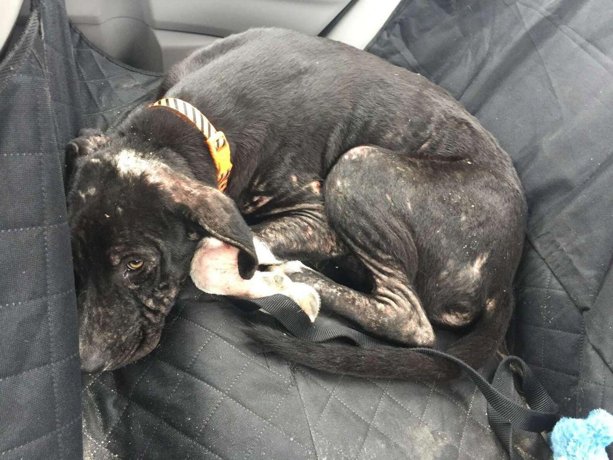 Named Clive, the dog's story was shared ...