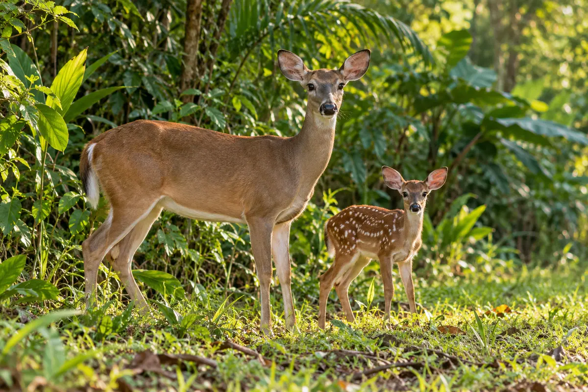 A white-tailed deer doe and fawn at the edge of a tropical forest