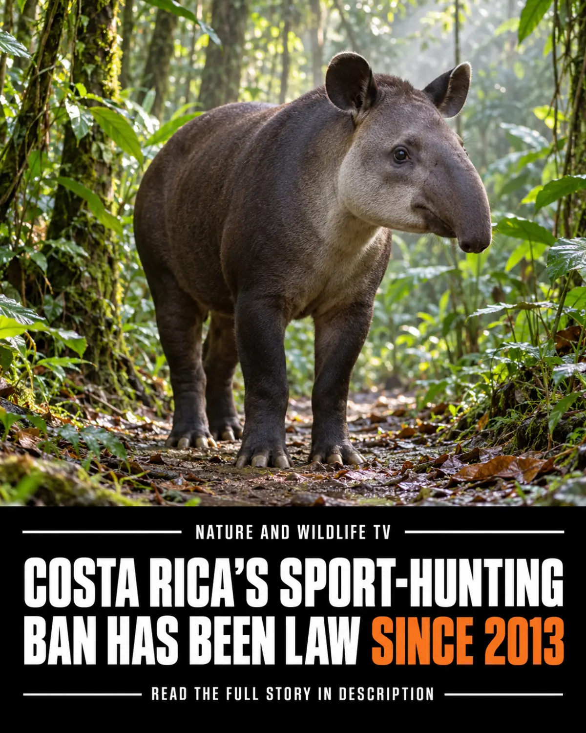 Baird’s tapir in a Costa Rican rainforest above a headline about the country’s sport-hunting ban