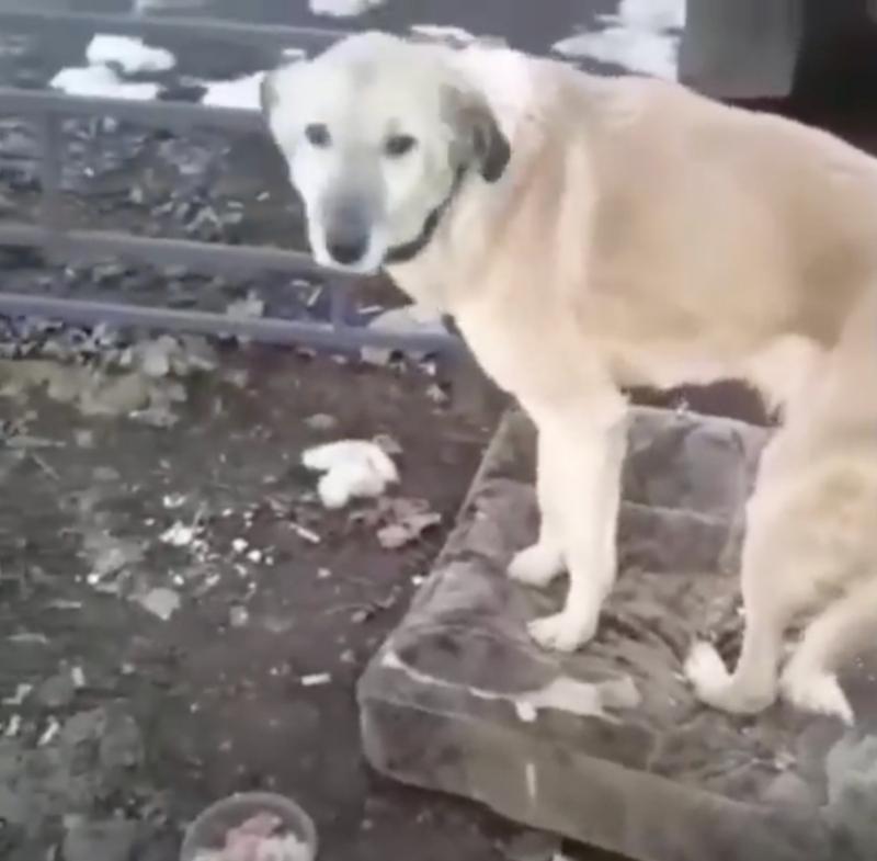Once the dog was well enough to leave th...