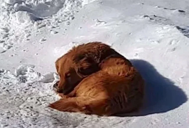Have you ever extended help to a stray a...
