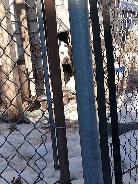 Having helped many traumatized dogs in t...