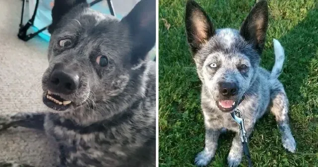 Moose, who has a permanent smile and a n...