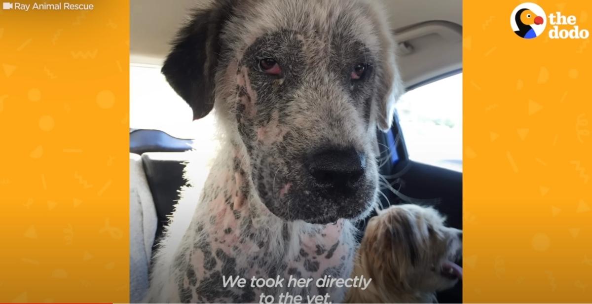 Fortunately, Elsa found a caring foster ...