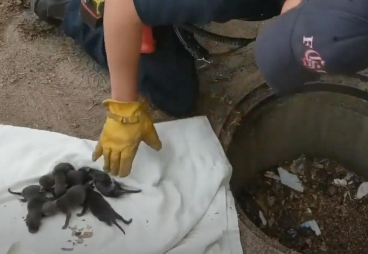 Veterinarians there quickly identified t...
