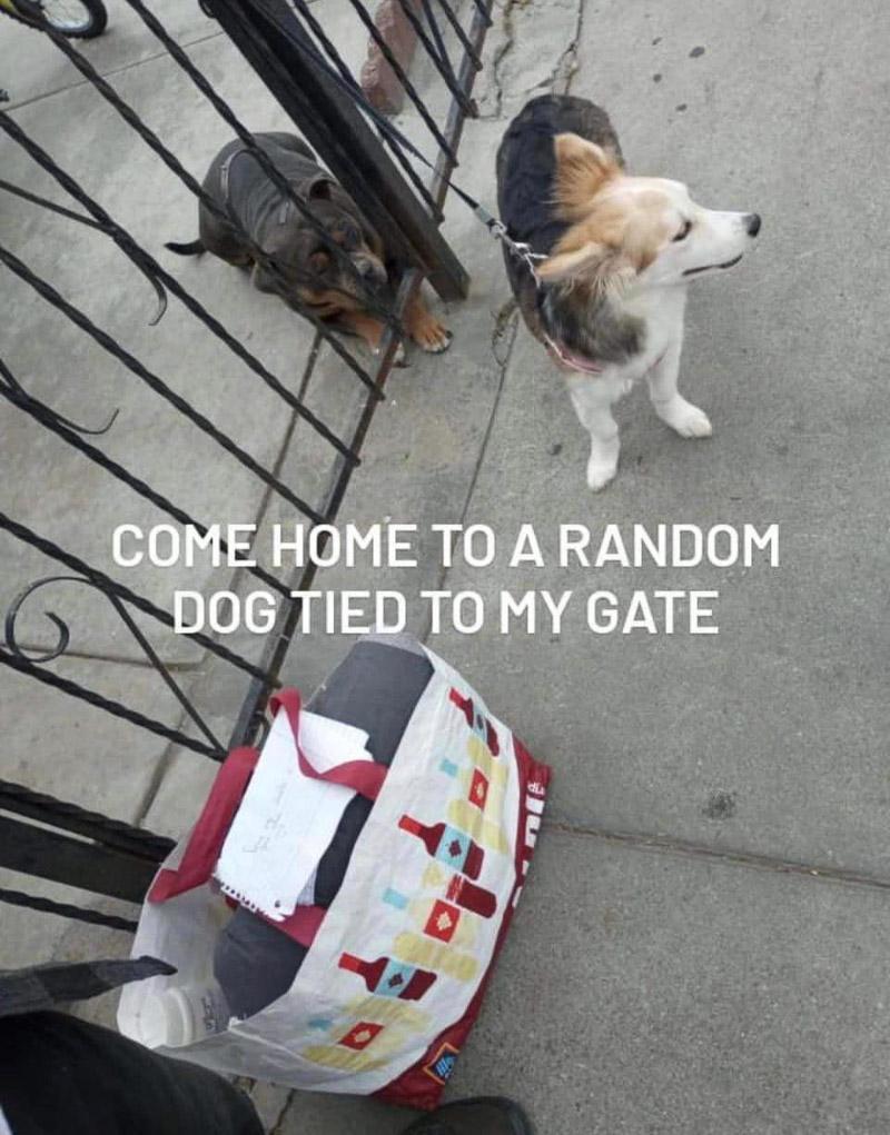 Following her rescue, Halo was taken to ...