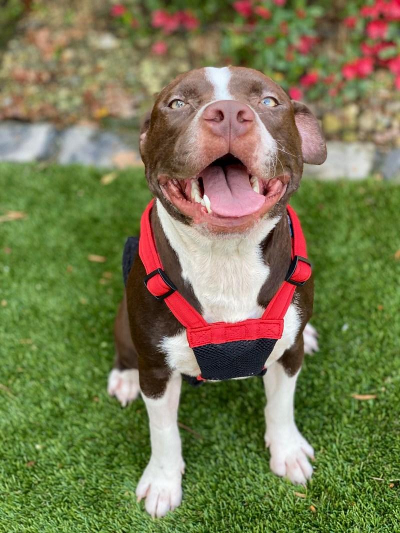 At last, both dogs found their forever h...