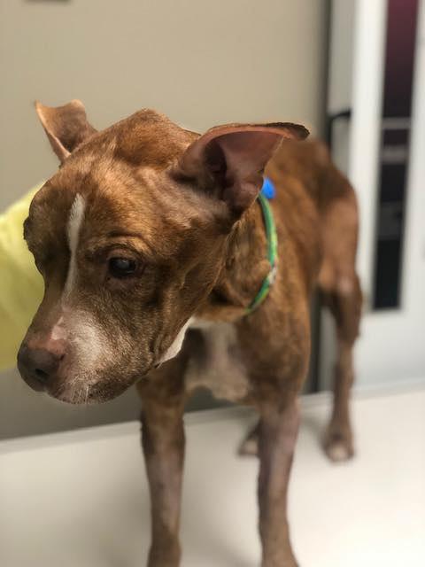Despite her blindness, Hazel quickly end...