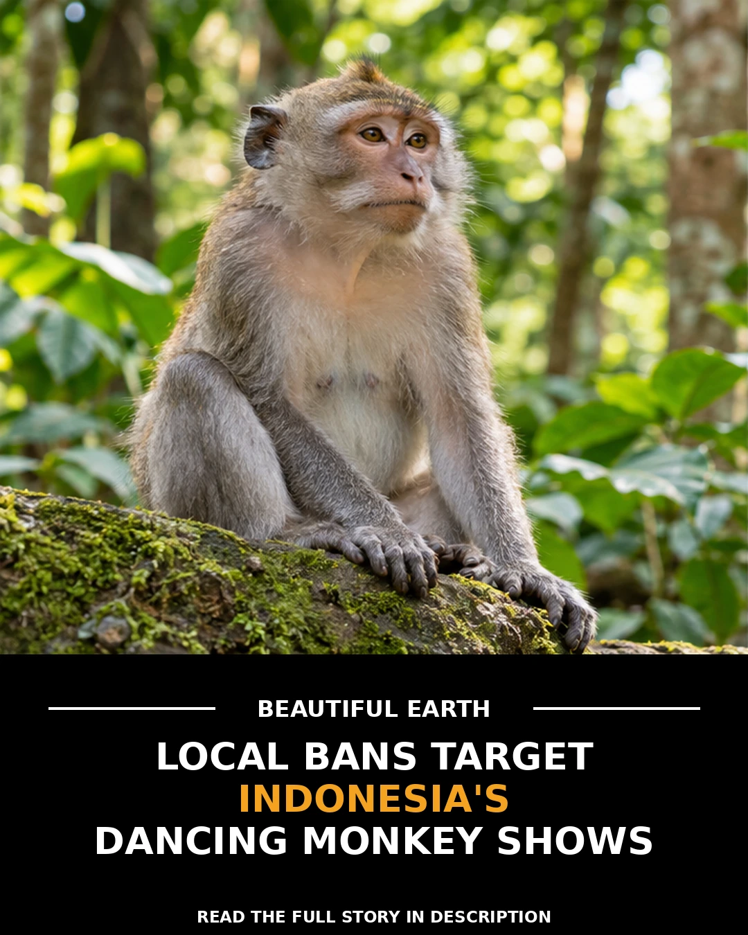A long-tailed macaque in an Indonesian forest with a headline about local bans on dancing-monkey shows