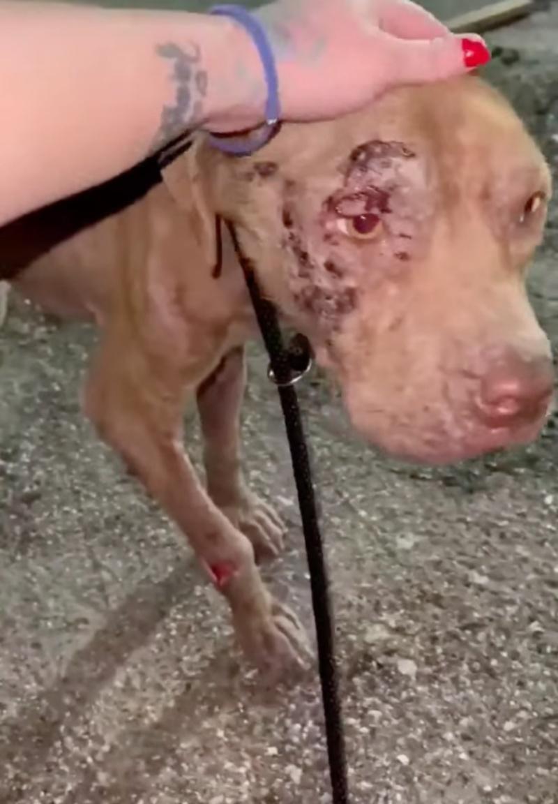 In just a month of tender, loving care, ...