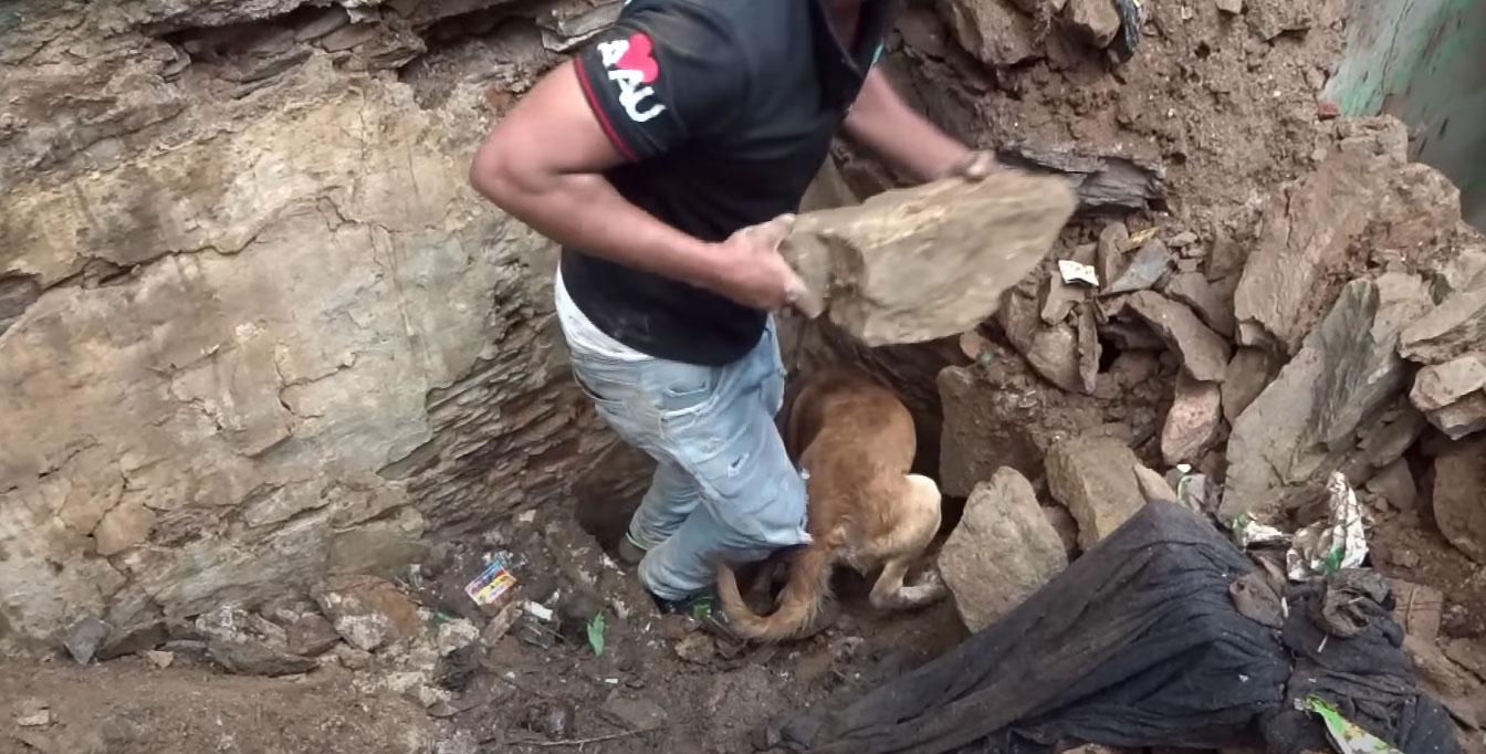 One rescuer suspected her puppies might ...
