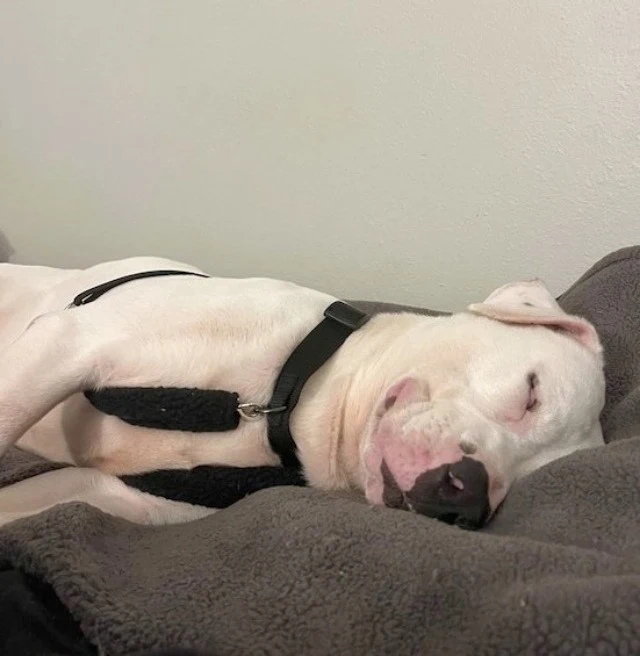 Indeed, it seems Petey is overjoyed to h...