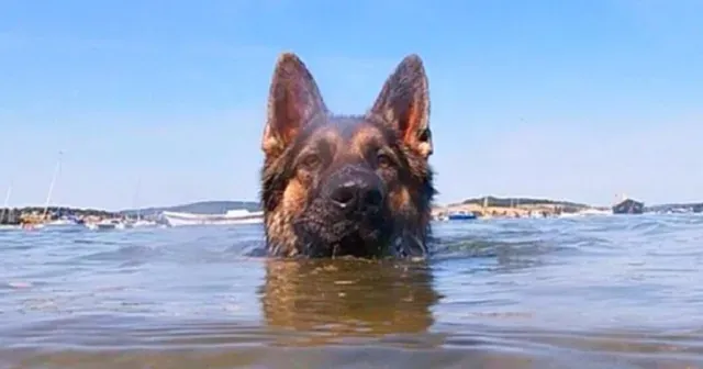A passerby noticed the canine's struggle...