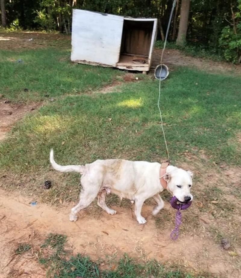Under the shelter's devoted care, Maggie...
