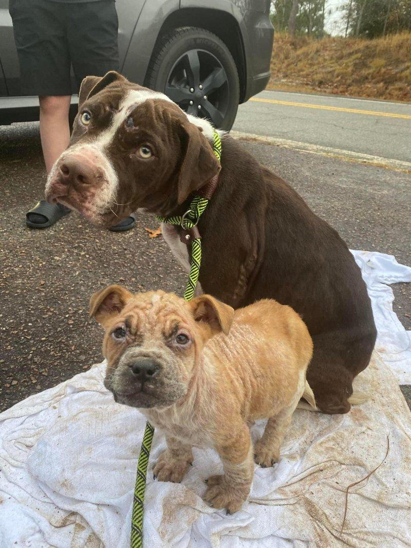 A visit to the veterinarian brought reli...