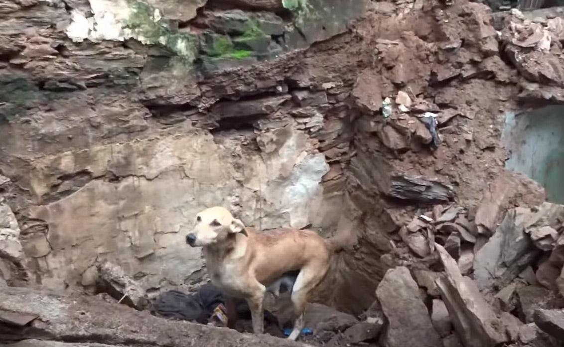 Upon arrival, animal rescuers found the ...