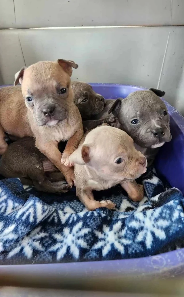 Izzy and her litter instantly charmed th...