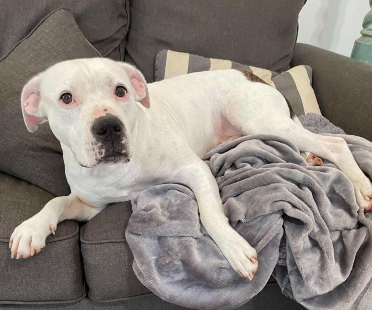 Once Murphy was fully rehabilitated and ...