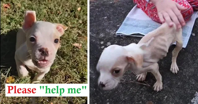 The puppy, now named Earnie, was in dire...