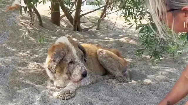 Neglected and suffering from scabies, Ko...