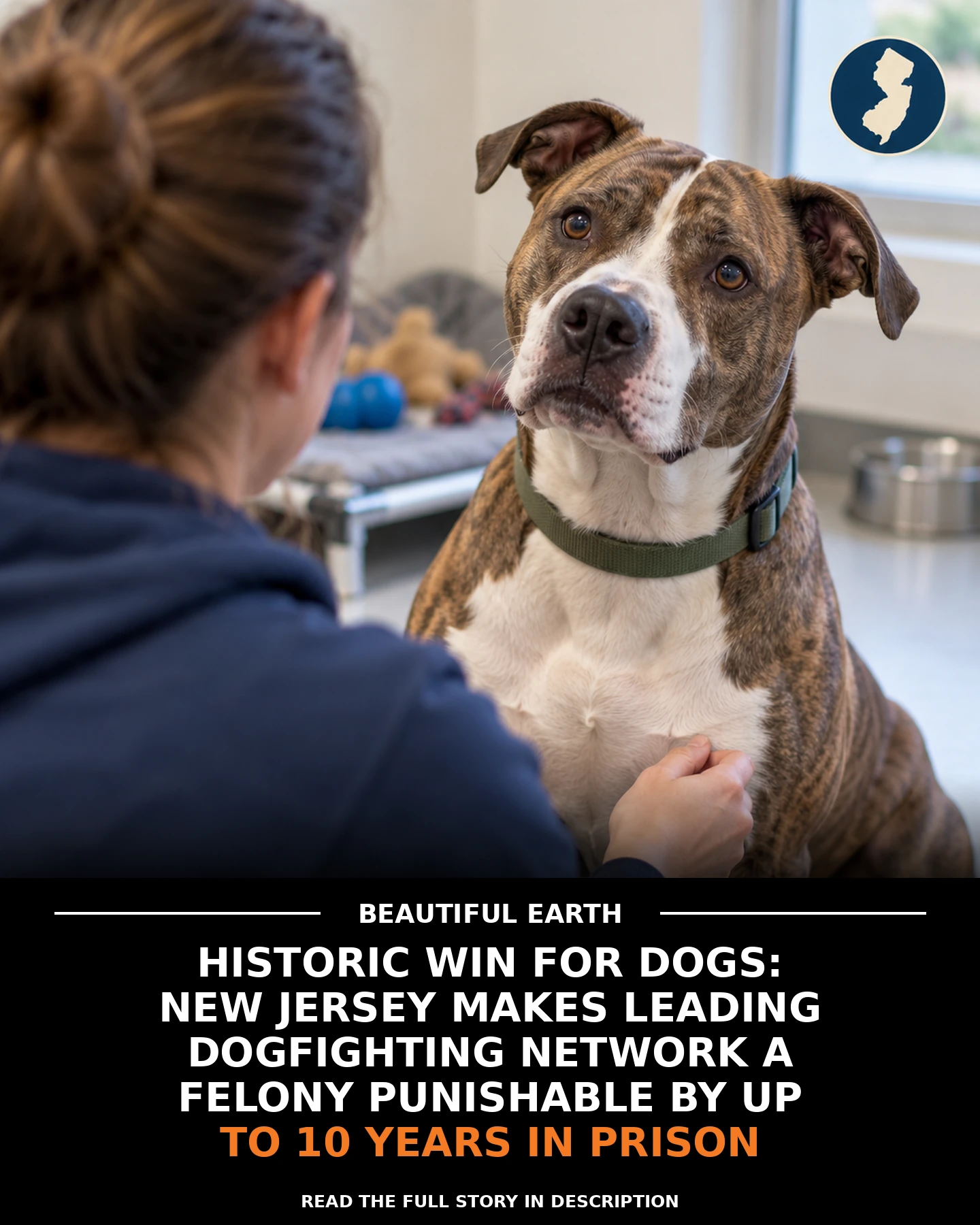 A rescued dog with a headline explaining New Jersey penalties for leading a dogfighting network