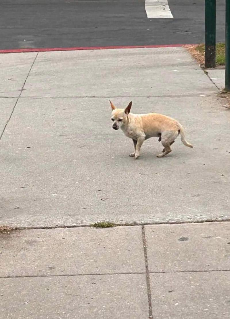 Nugget's constant presence at the street...