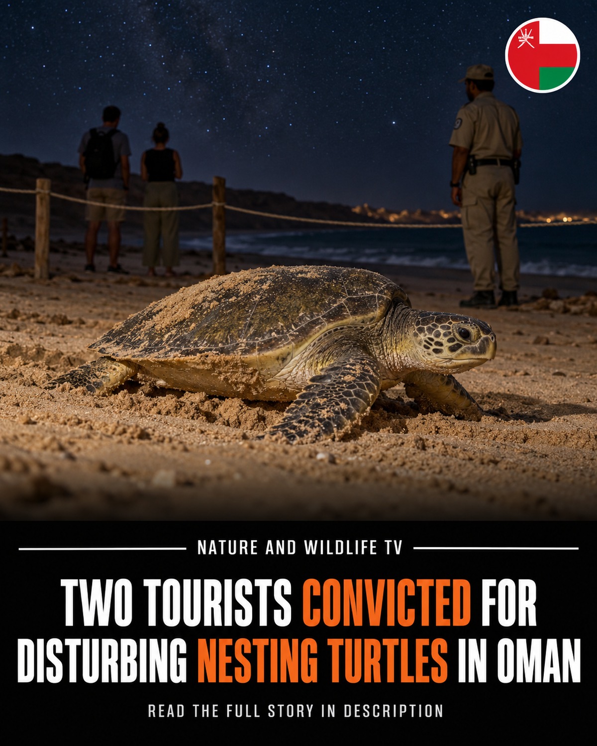 Editorial reconstruction of a green sea turtle on an Oman nesting beach with visitors behind a barrier.
