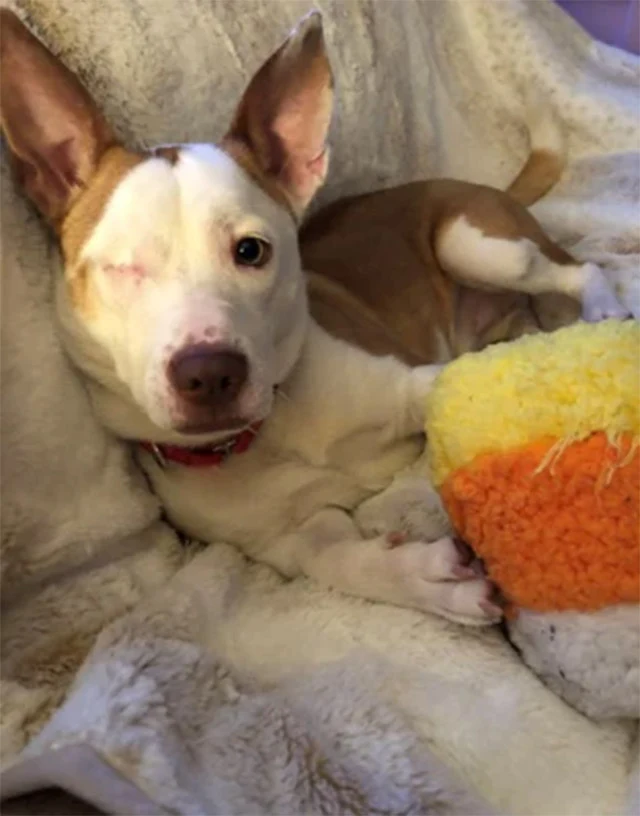 By sharing Pepe's journey, you might hel...