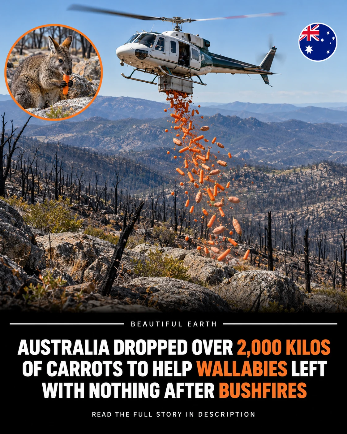 A conservation helicopter drops carrots and sweet potatoes over fire-affected wallaby habitat beneath a Beautiful Earth headline.
