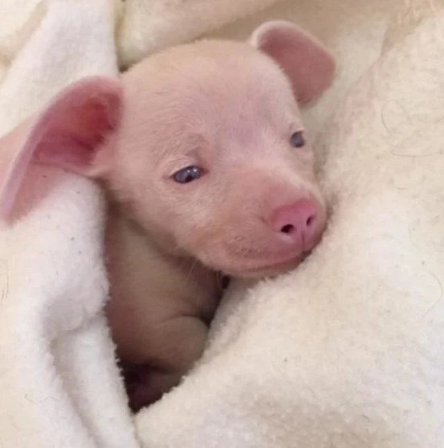 Over time, Piglet settled into his new e...