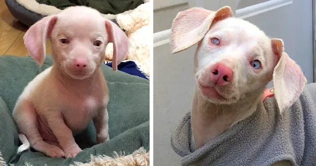 Piglet’s name derives from his soft, pin...