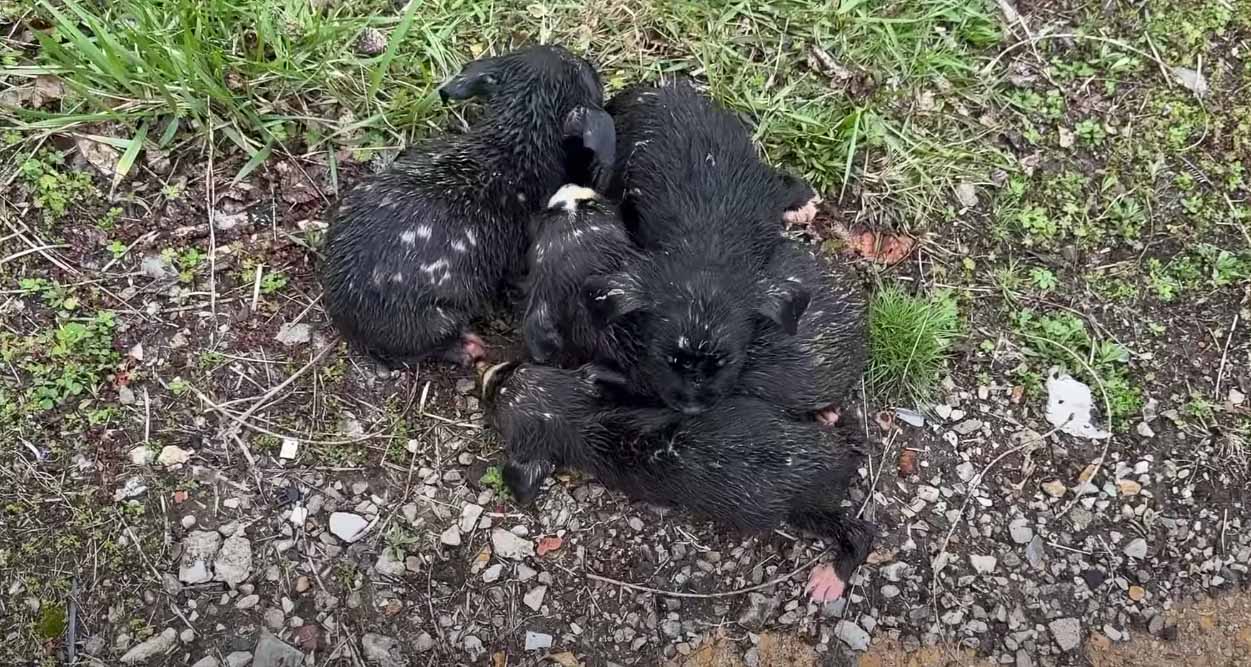 At the rescue center, the team focused o...