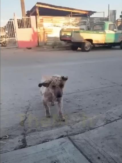Soon, Pobrecito was taken to a veterinar...