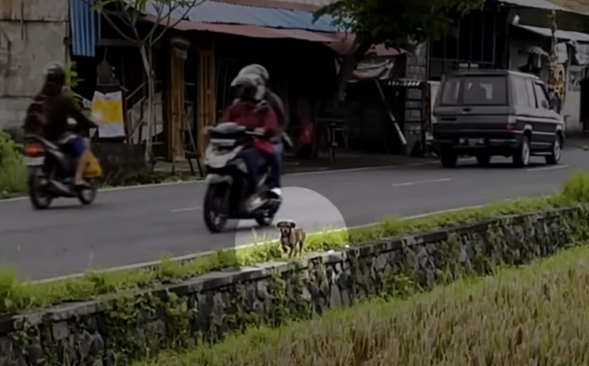Once the dog reached a less perilous spo...