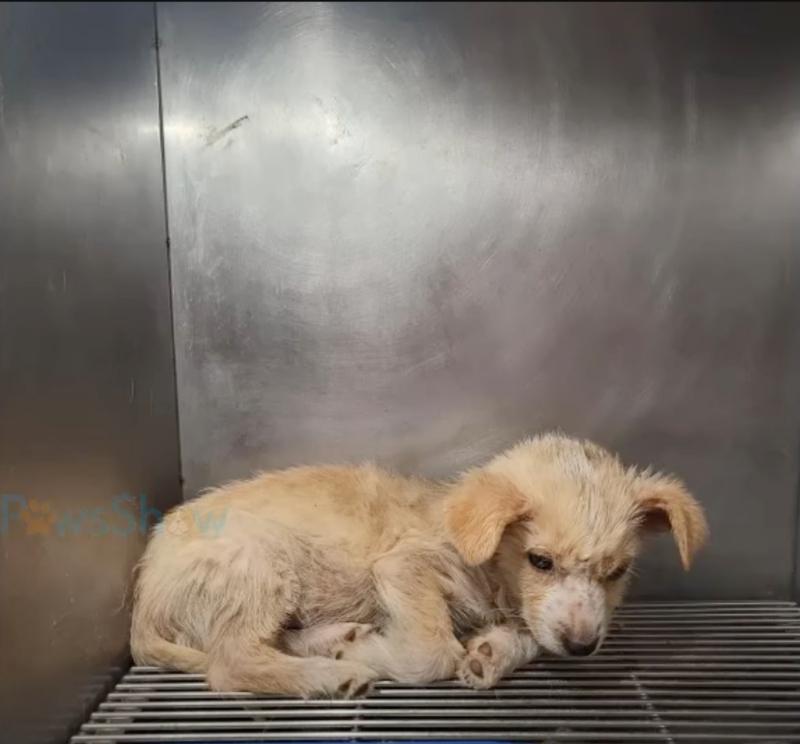 At the clinic, the staff, moved by her p...